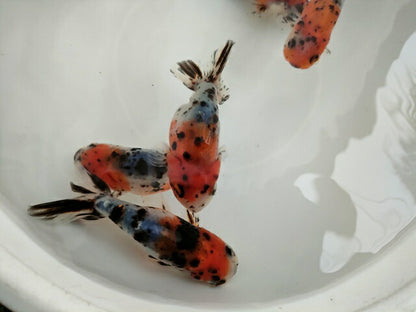 生体弥富産江戸錦弐歳魚約8センチ（1匹）らんちゅう/金魚/桜錦/変わりらんちゅう/きんぎょ/国産金魚【金魚小屋-希-福岡】