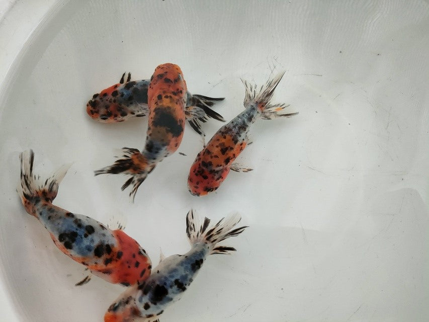 生体弥富産江戸錦弐歳魚約8センチ（1匹）らんちゅう/金魚/桜錦/変わりらんちゅう/きんぎょ/国産金魚【金魚小屋-希-福岡】