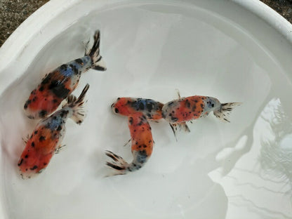 生体弥富産江戸錦弐歳魚約8～9センチ（1匹）らんちゅう/金魚/桜錦/変わりらんちゅう/きんぎょ/国産金魚【金魚小屋-希-福岡】