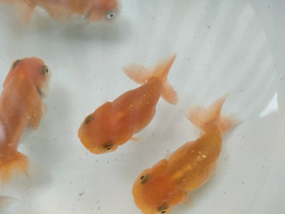 生体加藤産桜錦弐歳魚約7センチ（1匹）らんちゅう/金魚/江戸錦/変わりらんちゅう/きんぎょ/国産金魚【金魚小屋-希-福岡】