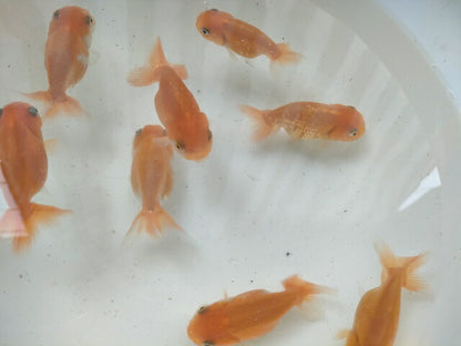 生体加藤産桜錦弐歳魚約7センチ（1匹）らんちゅう/金魚/江戸錦/変わりらんちゅう/きんぎょ/国産金魚【金魚小屋-希-福岡】
