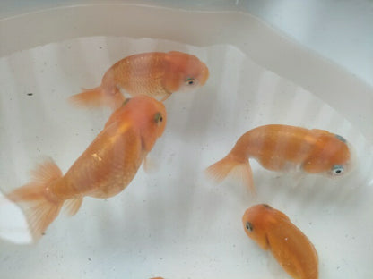 生体加藤産桜錦弐歳魚約7センチ（1匹）らんちゅう/金魚/江戸錦/変わりらんちゅう/きんぎょ/国産金魚【金魚小屋-希-福岡】