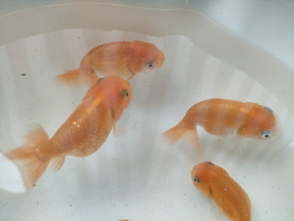 生体加藤産桜錦弐歳魚約7センチ（1匹）らんちゅう/金魚/江戸錦/変わりらんちゅう/きんぎょ/国産金魚【金魚小屋-希-福岡】