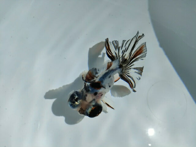 生体飯田産オランダ獅子頭弐歳魚約8センチ（1匹）オランダ/金魚/ローズテール/棚田産/きんぎょ/国産金魚【金魚小屋-希-福岡】