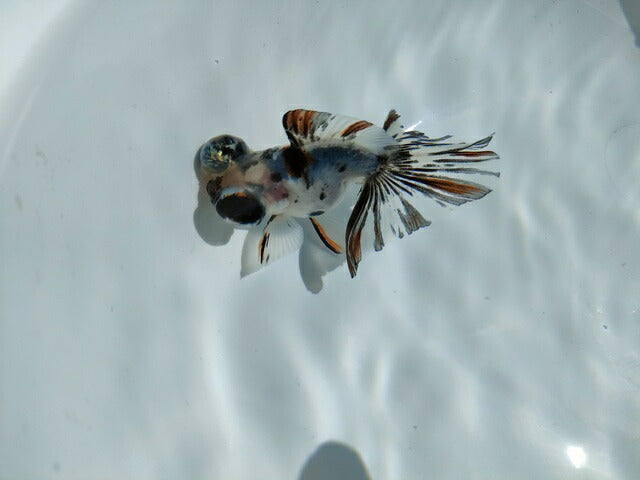 生体飯田産オランダ獅子頭弐歳魚約8センチ（1匹）オランダ/金魚/ローズテール/棚田産/きんぎょ/国産金魚【金魚小屋-希-福岡】