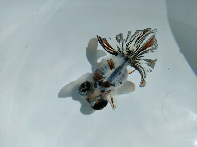 生体飯田産オランダ獅子頭弐歳魚約8センチ（1匹）オランダ/金魚/ローズテール/棚田産/きんぎょ/国産金魚【金魚小屋-希-福岡】