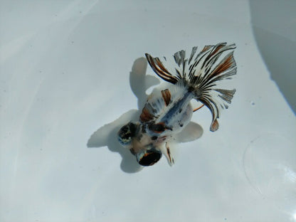 生体飯田産オランダ獅子頭弐歳魚約8センチ（1匹）オランダ/金魚/ローズテール/棚田産/きんぎょ/国産金魚【金魚小屋-希-福岡】