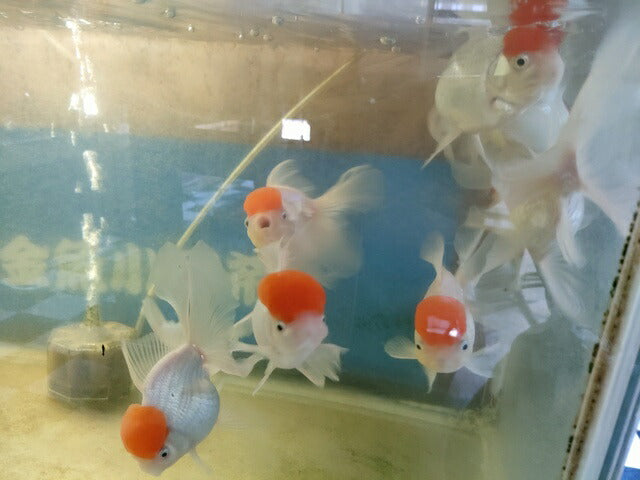 生体飯田産高頭丹頂弐歳魚約8～9センチ（1匹）オランダ/金魚/ローズテール/棚田産/きんぎょ/国産金魚【金魚小屋-希-福岡】