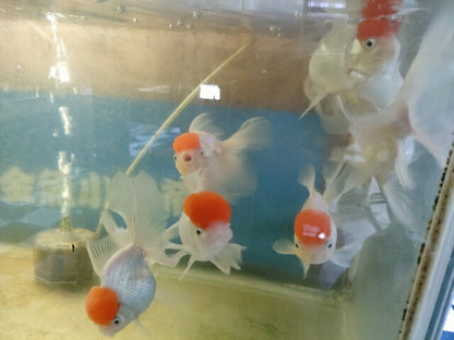 生体飯田産高頭丹頂弐歳魚約8～9センチ（1匹）オランダ/金魚/ローズテール/棚田産/きんぎょ/国産金魚【金魚小屋-希-福岡】