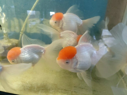 生体飯田産高頭丹頂弐歳魚約8～9センチ（1匹）オランダ/金魚/ローズテール/棚田産/きんぎょ/国産金魚【金魚小屋-希-福岡】