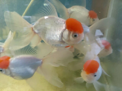 生体飯田産高頭丹頂弐歳魚約8～9センチ（1匹）オランダ/金魚/ローズテール/棚田産/きんぎょ/国産金魚【金魚小屋-希-福岡】