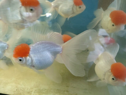 生体飯田産高頭丹頂弐歳魚約8～9センチ（1匹）オランダ/金魚/ローズテール/棚田産/きんぎょ/国産金魚【金魚小屋-希-福岡】