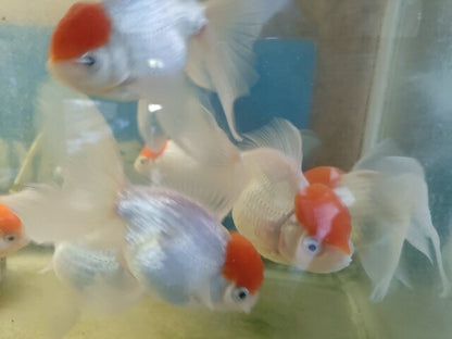 生体飯田産高頭丹頂弐歳魚約12～13センチ（1匹）オランダ/金魚/ローズテール/棚田産/きんぎょ/国産金魚【金魚小屋-希-福岡】