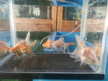 生体飯田産オランダ獅子頭弐歳魚約8センチ（1匹）オランダ/金魚/ローズテール/棚田産/きんぎょ/国産金魚【金魚小屋-希-福岡】
