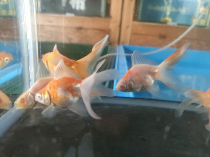 生体飯田産オランダ獅子頭弐歳魚約8センチ（1匹）オランダ/金魚/ローズテール/棚田産/きんぎょ/国産金魚【金魚小屋-希-福岡】