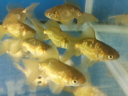 生体飯田産オランダ獅子頭弐歳魚約8センチ（1匹）オランダ/金魚/ローズテール/棚田産/きんぎょ/国産金魚【金魚小屋-希-福岡】