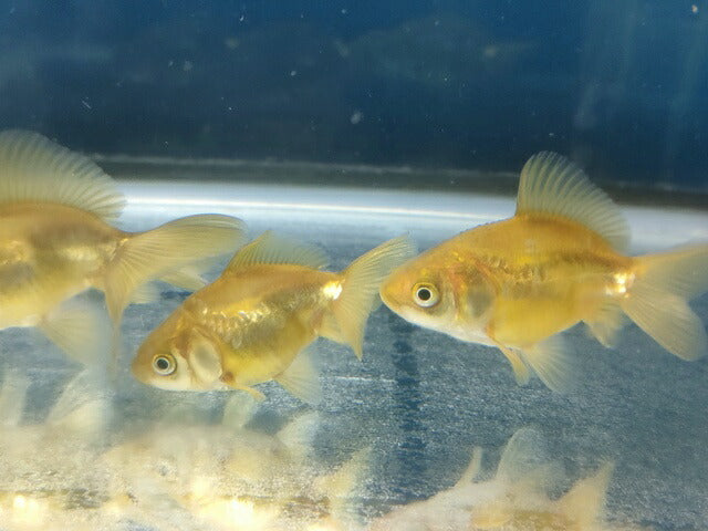 生体飯田産オランダ獅子頭弐歳魚約8センチ（1匹）オランダ/金魚/ローズテール/棚田産/きんぎょ/国産金魚【金魚小屋-希-福岡】