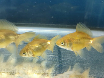 生体飯田産オランダ獅子頭弐歳魚約8センチ（1匹）オランダ/金魚/ローズテール/棚田産/きんぎょ/国産金魚【金魚小屋-希-福岡】