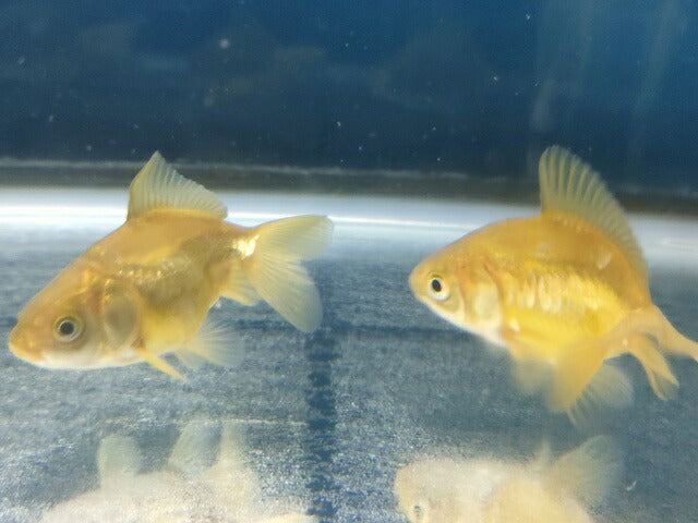 生体飯田産オランダ獅子頭弐歳魚約8センチ（1匹）オランダ/金魚/ローズテール/棚田産/きんぎょ/国産金魚【金魚小屋-希-福岡】