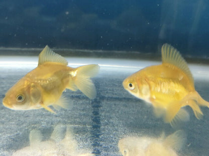 生体飯田産オランダ獅子頭弐歳魚約8センチ（1匹）オランダ/金魚/ローズテール/棚田産/きんぎょ/国産金魚【金魚小屋-希-福岡】