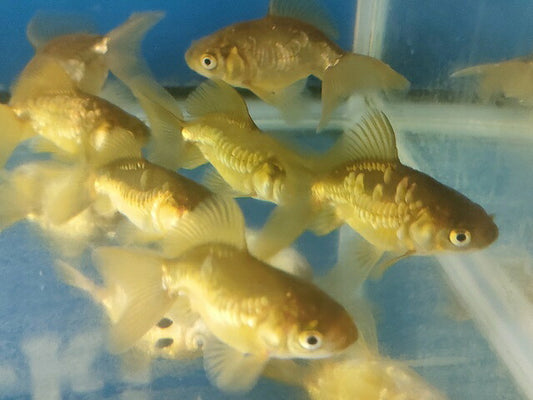 生体飯田産オランダ獅子頭弐歳魚約8センチ（1匹）オランダ/金魚/ローズテール/棚田産/きんぎょ/国産金魚【金魚小屋-希-福岡】
