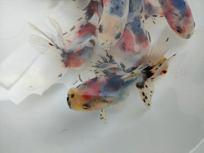 生体飯田産オランダ獅子頭弐歳魚約8センチ（1匹）オランダ/金魚/ローズテール/棚田産/きんぎょ/国産金魚【金魚小屋-希-福岡】