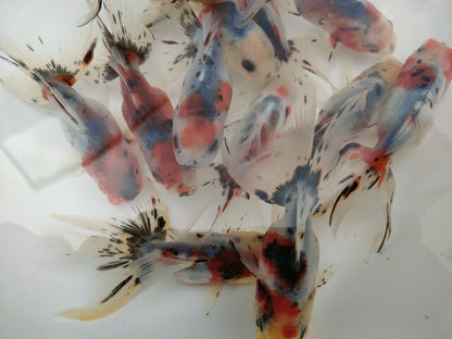 生体飯田産オランダ獅子頭弐歳魚約8センチ（1匹）オランダ/金魚/ローズテール/棚田産/きんぎょ/国産金魚【金魚小屋-希-福岡】