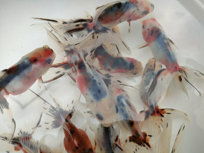 生体 鈴木系東錦 約9センチ（1匹）オランダ/金魚/琉金/きんぎょ/国産金魚【金魚小屋-希-福岡】