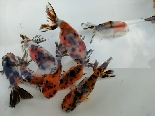 生体江戸錦弐歳魚約7センチ（1匹）らんちゅう/金魚/桜錦/変わりらんちゅう/きんぎょ/国産金魚【金魚小屋-希-福岡】