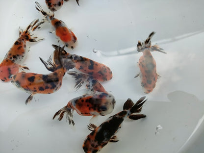 生体江戸錦弐歳魚約7センチ（1匹）らんちゅう/金魚/桜錦/変わりらんちゅう/きんぎょ/国産金魚【金魚小屋-希-福岡】