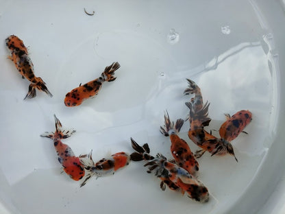 生体江戸錦弐歳魚約7センチ（1匹）らんちゅう/金魚/桜錦/変わりらんちゅう/きんぎょ/国産金魚【金魚小屋-希-福岡】