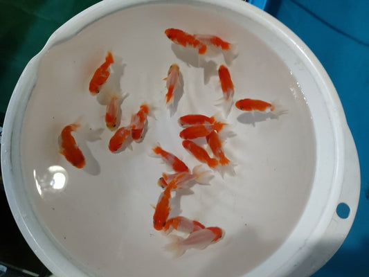 生体加藤産桜錦弐歳魚約7センチ（1匹）らんちゅう/金魚/江戸錦/変わりらんちゅう/きんぎょ/国産金魚【金魚小屋-希-福岡】