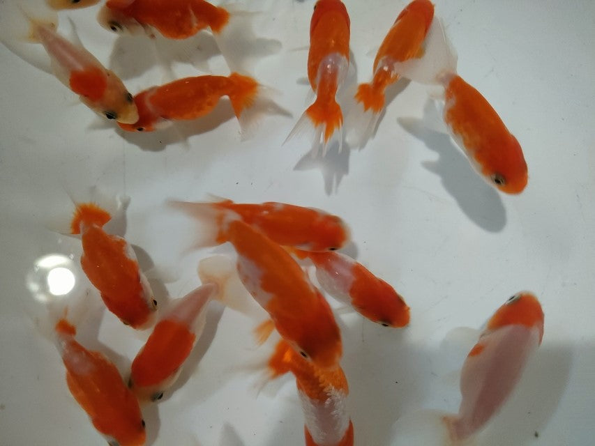 生体加藤産桜錦弐歳魚約7センチ（1匹）らんちゅう/金魚/江戸錦/変わりらんちゅう/きんぎょ/国産金魚【金魚小屋-希-福岡】