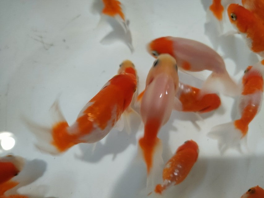 生体加藤産桜錦弐歳魚約7センチ（1匹）らんちゅう/金魚/江戸錦/変わりらんちゅう/きんぎょ/国産金魚【金魚小屋-希-福岡】