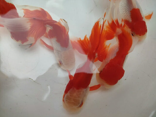生体飯田産更紗オランダ獅子頭弐歳魚約8センチ（1匹）オランダ/金魚/ローズテール/棚田産/きんぎょ/国産金魚【金魚小屋-希-福岡】