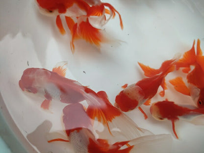 生体飯田産更紗オランダ獅子頭弐歳魚約8センチ（1匹）オランダ/金魚/ローズテール/棚田産/きんぎょ/国産金魚【金魚小屋-希-福岡】