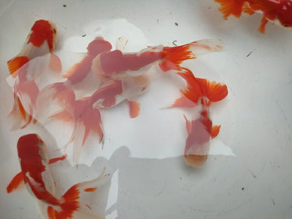 生体安井産更紗オランダ獅子頭弐歳魚約8センチ（1匹）オランダ/金魚/ローズテール/棚田産/きんぎょ/国産金魚【金魚小屋-希-福岡】