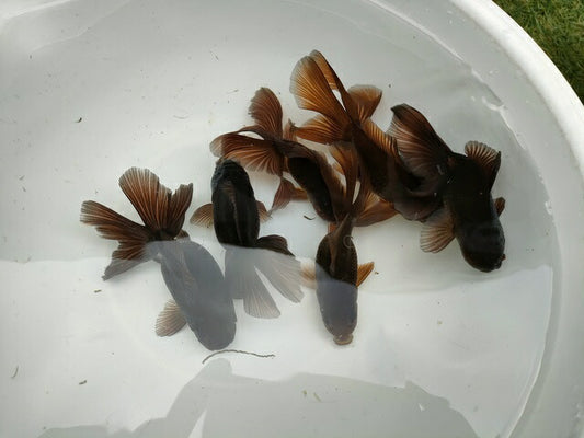 生体飯田産更紗オランダ獅子頭弐歳魚約8センチ（1匹）オランダ/金魚/ローズテール/棚田産/きんぎょ/国産金魚【金魚小屋-希-福岡】