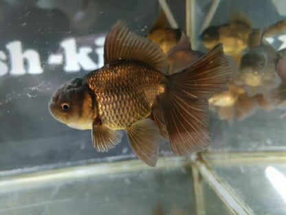 生体飯田産更紗オランダ獅子頭弐歳魚約8センチ（1匹）オランダ/金魚/ローズテール/棚田産/きんぎょ/国産金魚【金魚小屋-希-福岡】