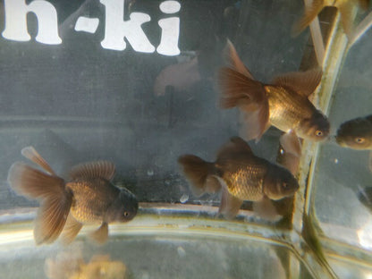 生体安井産更紗オランダ獅子頭弐歳魚約8センチ（1匹）オランダ/金魚/ローズテール/棚田産/きんぎょ/国産金魚【金魚小屋-希-福岡】