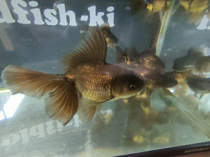 生体安井産更紗オランダ獅子頭弐歳魚約8センチ（1匹）オランダ/金魚/ローズテール/棚田産/きんぎょ/国産金魚【金魚小屋-希-福岡】