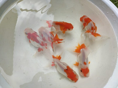 生体飯田産更紗オランダ獅子頭弐歳魚約8センチ（1匹）オランダ/金魚/ローズテール/棚田産/きんぎょ/国産金魚【金魚小屋-希-福岡】