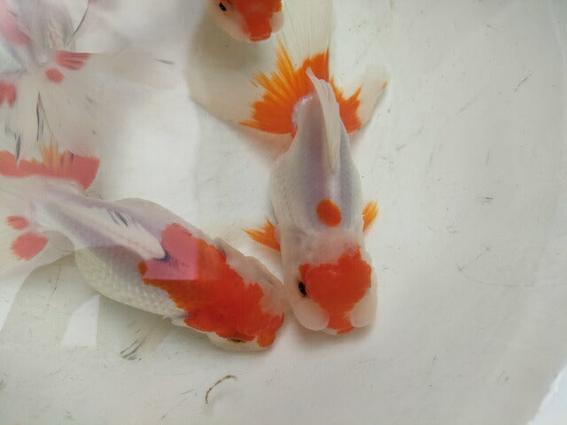 生体飯田産更紗オランダ獅子頭弐歳魚約8センチ（1匹）オランダ/金魚/ローズテール/棚田産/きんぎょ/国産金魚【金魚小屋-希-福岡】