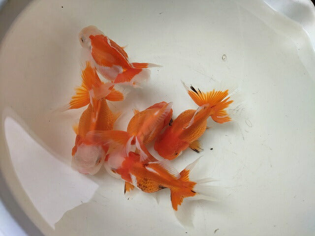 生体安井産更紗オランダ獅子頭弐歳魚約8センチ（1匹）オランダ/金魚/ローズテール/棚田産/きんぎょ/国産金魚【金魚小屋-希-福岡】