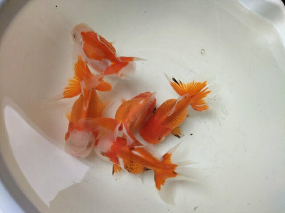 生体安井産更紗オランダ獅子頭弐歳魚約8センチ（1匹）オランダ/金魚/ローズテール/棚田産/きんぎょ/国産金魚【金魚小屋-希-福岡】