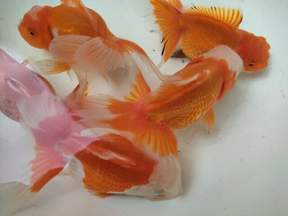 生体安井産更紗オランダ獅子頭弐歳魚約8センチ（1匹）オランダ/金魚/ローズテール/棚田産/きんぎょ/国産金魚【金魚小屋-希-福岡】