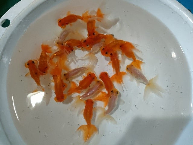 生体飯田産更紗オランダ獅子頭弐歳魚約8センチ（1匹）オランダ/金魚/ローズテール/棚田産/きんぎょ/国産金魚【金魚小屋-希-福岡】