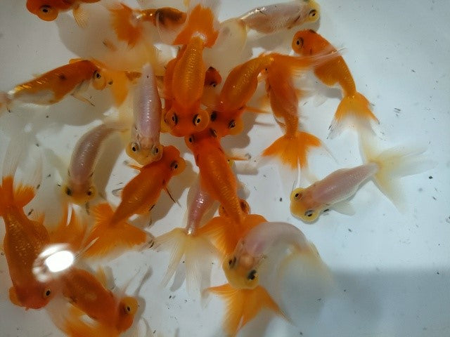 生体飯田産更紗オランダ獅子頭弐歳魚約8センチ（1匹）オランダ/金魚/ローズテール/棚田産/きんぎょ/国産金魚【金魚小屋-希-福岡】
