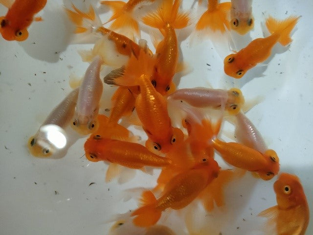 生体飯田産更紗オランダ獅子頭弐歳魚約8センチ（1匹）オランダ/金魚/ローズテール/棚田産/きんぎょ/国産金魚【金魚小屋-希-福岡】