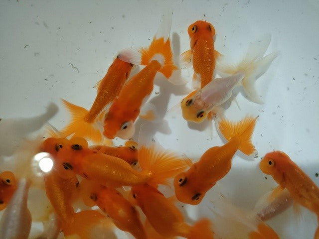 生体安井産更紗オランダ獅子頭弐歳魚約8センチ（1匹）オランダ/金魚/ローズテール/棚田産/きんぎょ/国産金魚【金魚小屋-希-福岡】